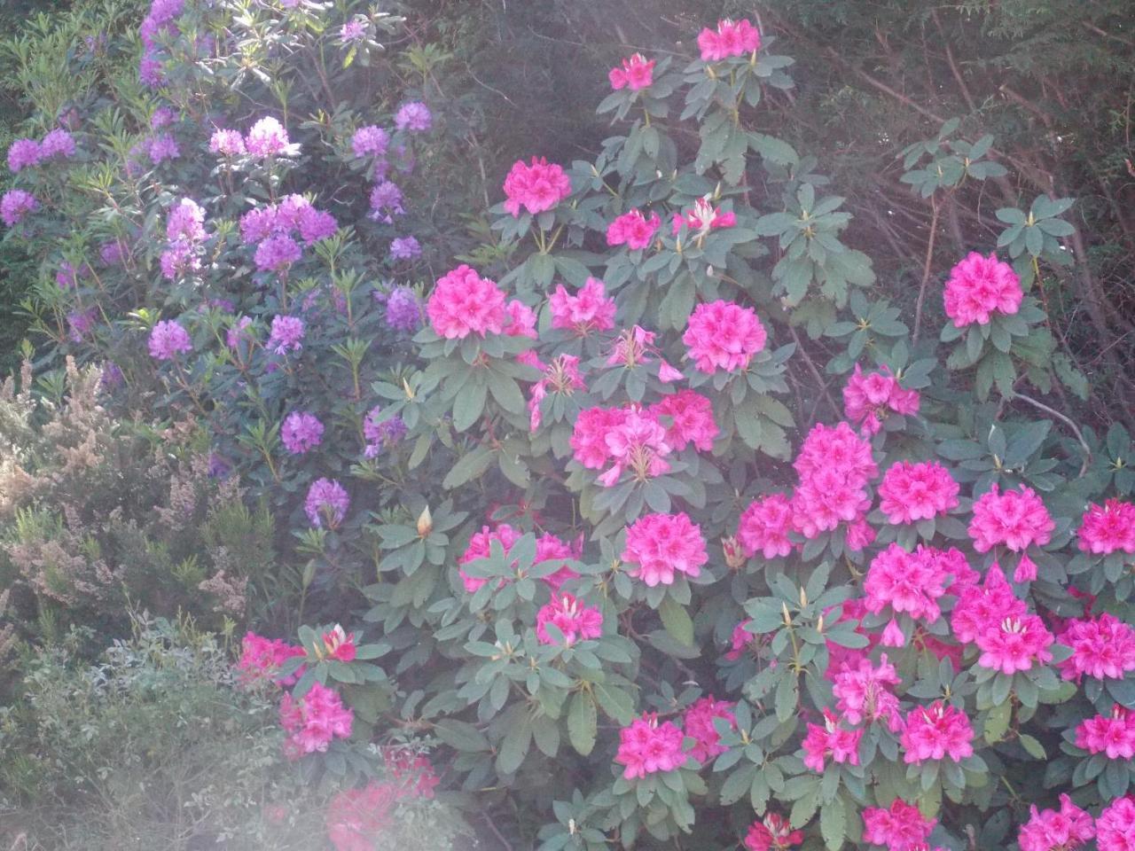 B&B Le Camelie Del Bosco Baiardo エクステリア 写真